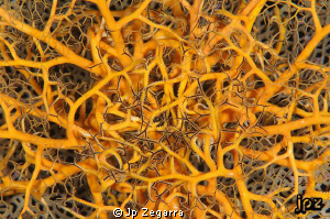giant basket star close-up... one of my favorite night ti... by Jp Zegarra 